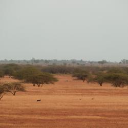 Grassland in Blackbuck National Park, in India, with Prosopis trees and blackbuck. This semi-arid habitat is vulnerable to desertification caused by climate change.