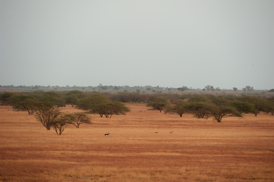 Semi-arid grassland in Blackbuck National Park, India. Grassland in Blackbuck National Park, in India, with Prosopis trees and blackbuck. This semi-arid habitat is vulnerable to desertification caused by climate change.