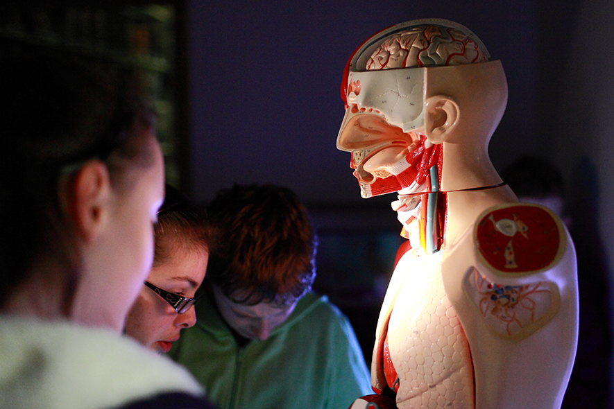 Visitors looking at anatomy model